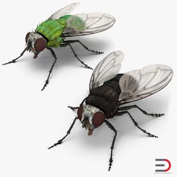 Flies Collection 3D Model