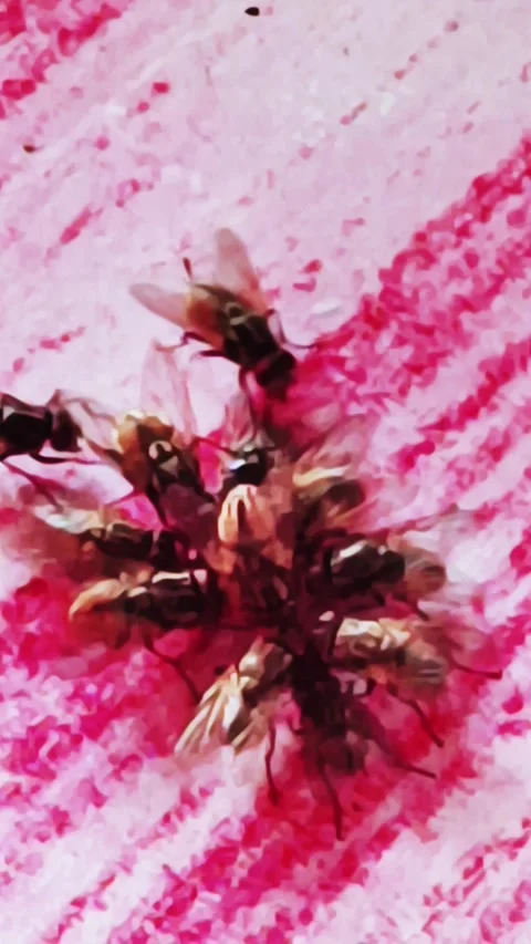 Flies colony Stock Footage 300354715