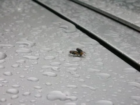 Flies copulating Photos