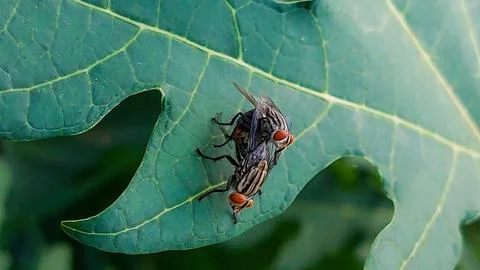 Flies coupling on a fresh green leaf. Foto stock