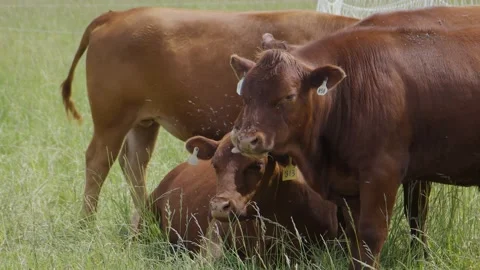 Flies on cows Stock Footage 198072270