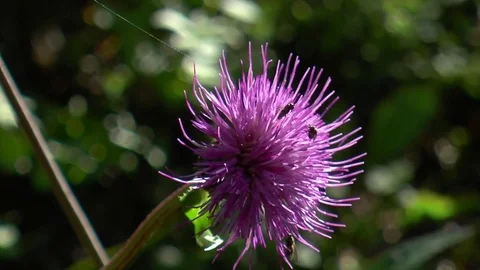 Flies crawl along a beautiful violet flower. Video stock 82062282