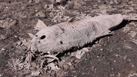 Flies crawl on a dead fish laying in a cracked mud bed of a dried out lake Stock Footage 196035965