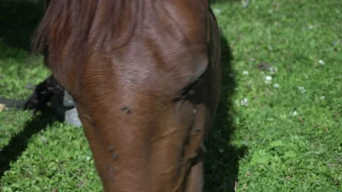 Flies crawl on the horse's head, insects are parasites. Flies crawl into the Video stock 170433137