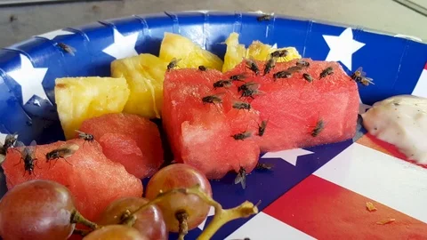 Flies crawling all over 4th of July picnic fruit Stock Footage 93811151