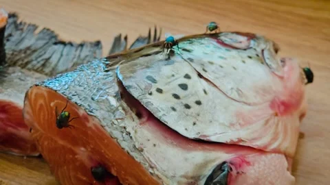 Flies crawling on fish head and flesh on kitchen table. Insects moving over cut Stock Footage 314428703