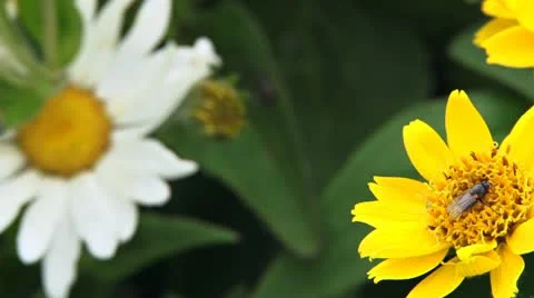Flies on Daisies and Spider Web Rack Focus Stock Footage 11696219