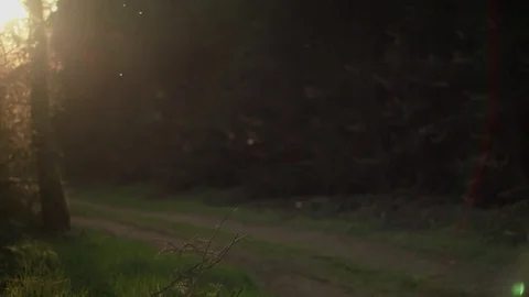 Flies Dancing during Golden Hour on Forest Lane Stock Footage 74280190