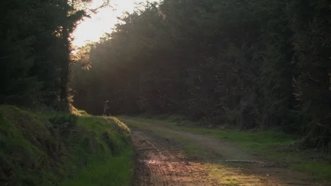 Flies Dancing in The Sun during Golden Hour Stock Footage 74279942
