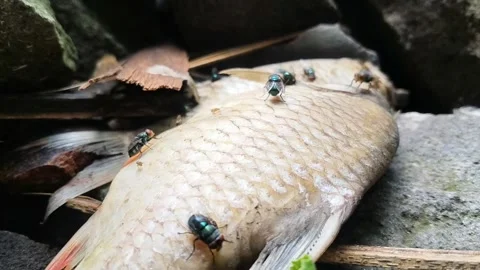 Flies on Dead Fish on Stone Stock Footage 324836726