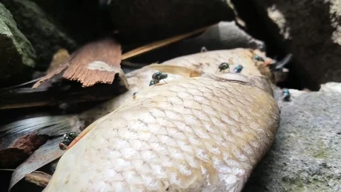 Flies on Dead Fish on Stone Stock Footage 324836730