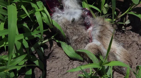 Flies on dead rabbit carcase, wounds, killed animal on a field, close up Stock Footage 39497899