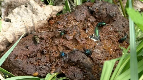 Flies dining on small pile of dung, chased away by moth-like fly, hungry insects Stock Footage 107382338