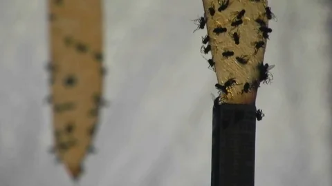 Flies on duct tape Stockbeeldmateriaal 98986970