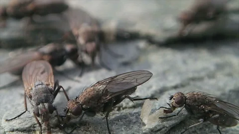 Flies eat chit of bread crumbs Stock Footage 161474676