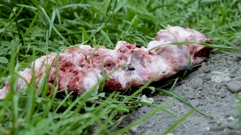 Flies eat meat Stock Footage 136545765