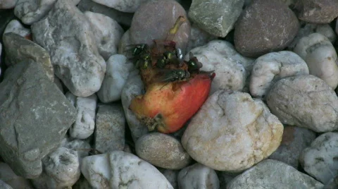 Flies eating an apple Stock Footage 263209
