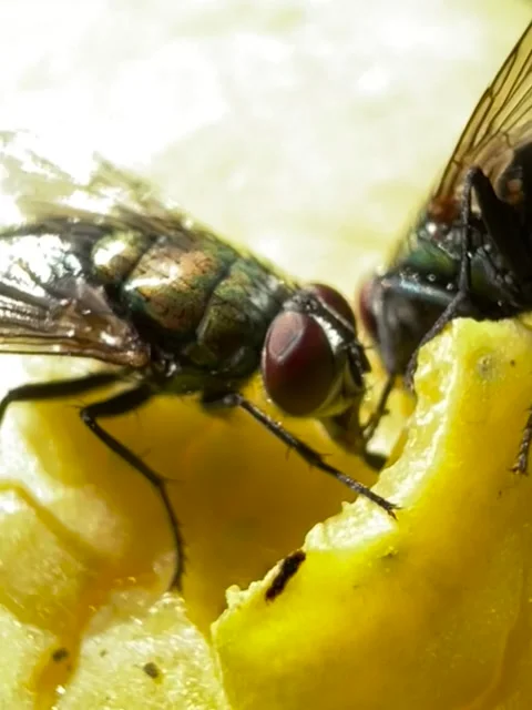 Flies eating the mango drops from the tree. Stock Footage 172387987