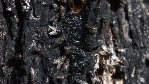Flies Eating Maple Syrup Stock-Footage 87536554