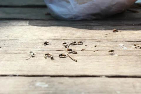 Flies eating Stock Photos