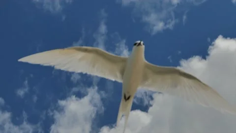 Flies Extremely Close to camera Stock Footage 133971840