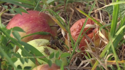 Flies on fallen apple in grass Stock Footage 314896461