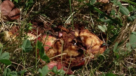 Flies on fallen fruit Stock Footage 311918331