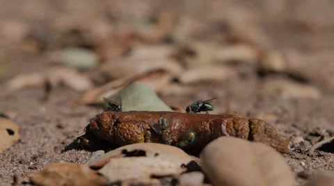 Flies on Fecal Matter Close Up Video stock 68075161