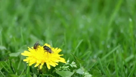 Flies feed on dandelions Stock Footage 270310096