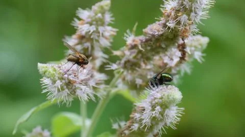 Flies on a flower Stock-Fotos