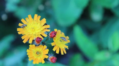 Flies On Flowers 库存影片 29164837