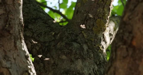 Flies fly Stock Footage 132353959