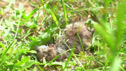Flies fly over dead gray rat, skin of a rodent lies in the grass, decomposes, Stock Footage 244685799