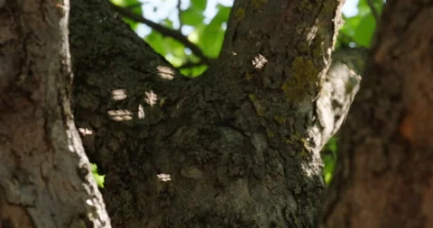 Flies fly in the shade against the background of trees Stock Footage 132353983