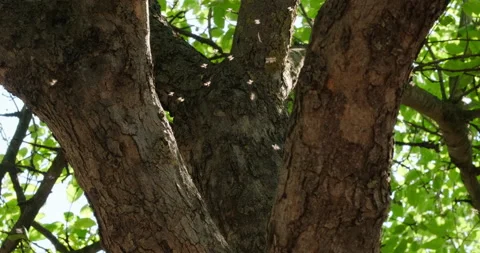 Flies fly in the shade of trees Stock Footage 132353355
