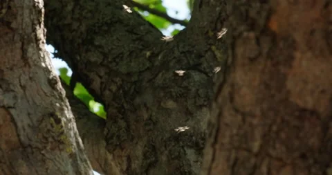 Flies fly in the shade of trees Stock Footage 132353513