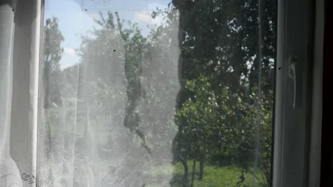 Flies flying in front of the window with curtains Stock Footage 160243893