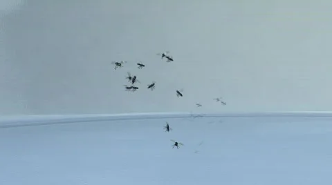 Flies Stock Footage