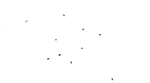 Flies Stock Footage