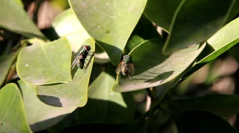 Flies Stock-Footage 10571928