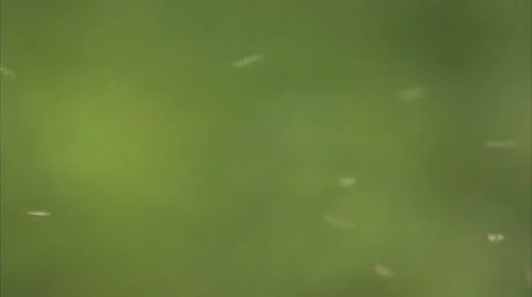 FLIES Stock Footage 12321077