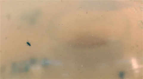 Flies Stock Footage 35529146