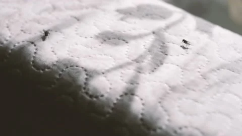 Flies Video stock 157754266