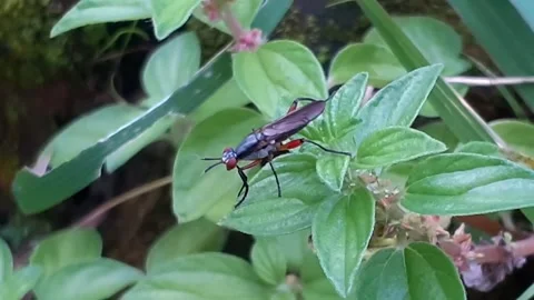 Flies Stock Footage 171765286