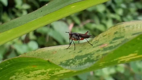 Flies Stock Footage 171766388