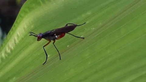 Flies Stock Footage 171767545