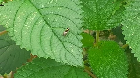 Flies Stock Footage 171870463