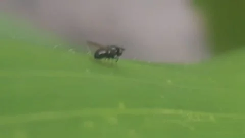 Flies Stock Footage 171921430