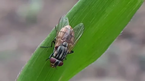 Flies Stock Footage 171921721