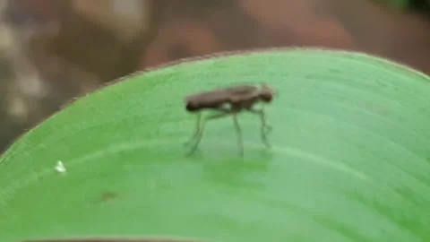 Flies Stock Footage 171922158